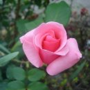 꽃들의 미소 이미지