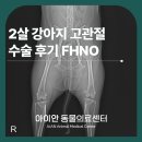 둔촌동물병원 | 명일동동물병원 강아지고관절 이형성증 수술 후기 FHNO