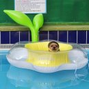 도그아이 이미지