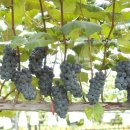 천석농장 이미지