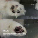 뽀송 애견미용 | 가산동애견미용실 추천 폼피츠 위생미용 목욕 스파 받고 뽀송해진 후기