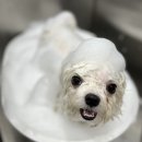 멍멍하개 | 청주/ 🐶 피부 보습+털 영양 강아지피부케어! 복대동 애견미용 솔직 후기 &lt;멍멍하개&gt;