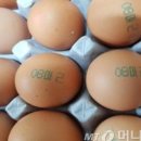 송일농장 네이버블로그