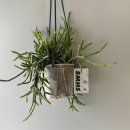 식물 인테리어 | 행잉플랜트 추천｜대롱대롱 식물행성 행잉식물 후기, 집 분위기 바꾸는 인테리어 식물