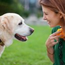 현대 강아지＆고양이 이미지