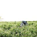 메밀꽃 필 무렵 이미지