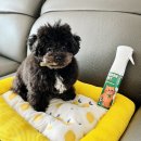 그린펫동물병원 | 반려동물 탈취제로 추천하는 그린펫 살균 탈취제! 안전하고 효과적인 이유는?