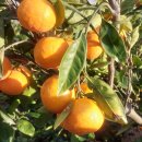 동백농장 이미지