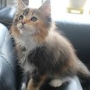 디아벨 캐터리 이미지