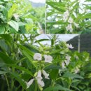 웰빙플러스 | 농부플러스 국산 냉압착 생들기름 스틱 후기 건강한 아침 루틴 위한 생들기름 선물 세트