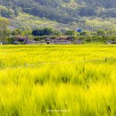 조만강생태체육공원 이동식화장실2 | 김해 드라이브 코스 가볼만한곳 조만강 생태체육공원 청보리밭