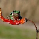 이화은한