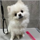 댕스살롱 이미지