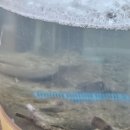 강남-275 | [강남] 든든아구 생 아귀수육 솔직후기(아구지리탕, 아구찜)