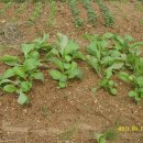 선유농장 이미지