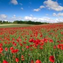 Flower Garden 이미지