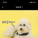 펫스쿨