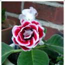 글록시니아(Gloxinia) 이미지