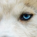 도그앤캣 이미지