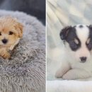 도그마루 강아지고양이 목동점 네이버블로그