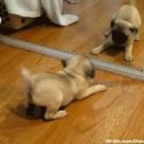 소문난 강아지 이미지