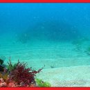 수중산책 이미지