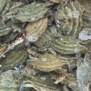 태안서부시장 이미지