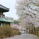 은해사 벚꽃길 이미지