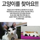 대전 서구 도마동 고양이를 찾습니다 이미지