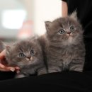 해피고양이분양 이미지