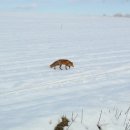 붉은 여우 PC 이미지