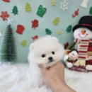 청주강아지분양 애견입양 애견미용 바른펫 이미지