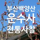 목어-기원 | 부산 2026년 설날 가족나들이 추천 홍매화 핀 백양산 [운수사]