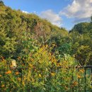 행복하개(happydog)연천애견펜션2호점 | 마당 넓은 연천독채펜션 행복하개 애견 펜션