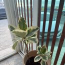 돈암카 | 제주공항 근처 맛집 제주온반 전복죽칼국수 찐후기