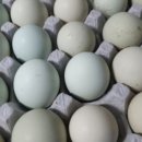 강원도 청계 농장 이미지