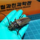 하늘소 이미지