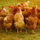 천만농장 이미지