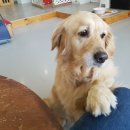 빙고 애견카페 이미지