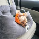 명사십리바다펜션 | 애견동반 완도 여행 필수 코스! 명사십리 해변 마요네 후기