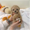 동네강아지 | 옥정강아지분양 크림말티푸 후기