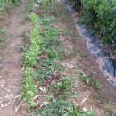 예곡농장 이미지