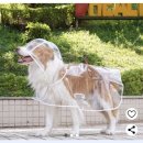 명신 키키 강아지 우비 후기