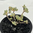 초록사파리_크레팜 | [글로보섬] 글로보섬과의 첫 만남, 나도 이제 식집사?