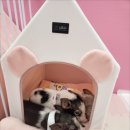 피그월드 이미지