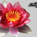 송산유원지 이미지