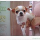 퍼피캣동물병원 이미지