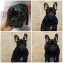 오도꾸 애견샵 이미지