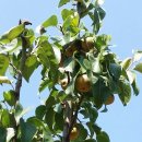 문배농장 이미지