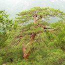 월악산 송계계곡에 자리잡은 만수봉(985m) 이미지